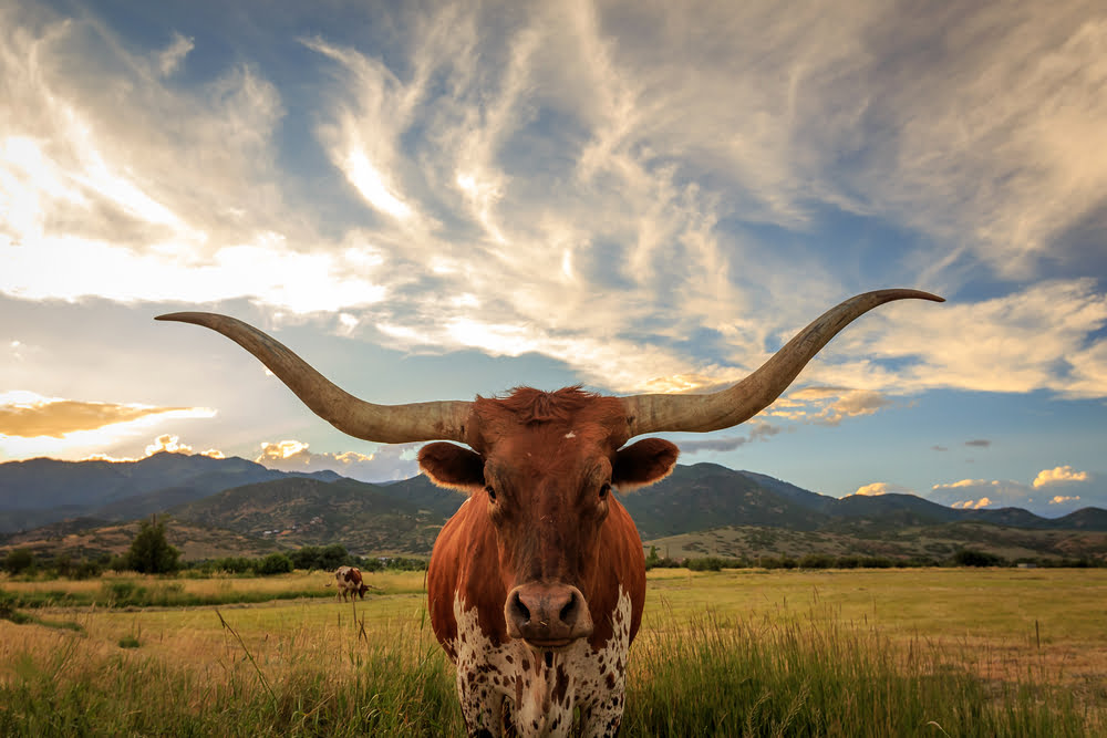 mining texas bitcoin