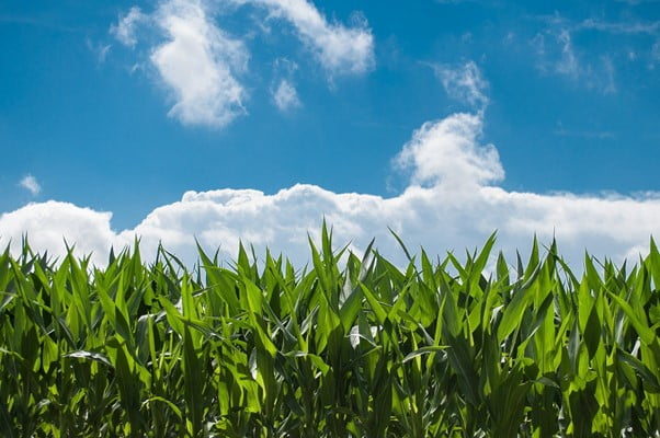 yield farming