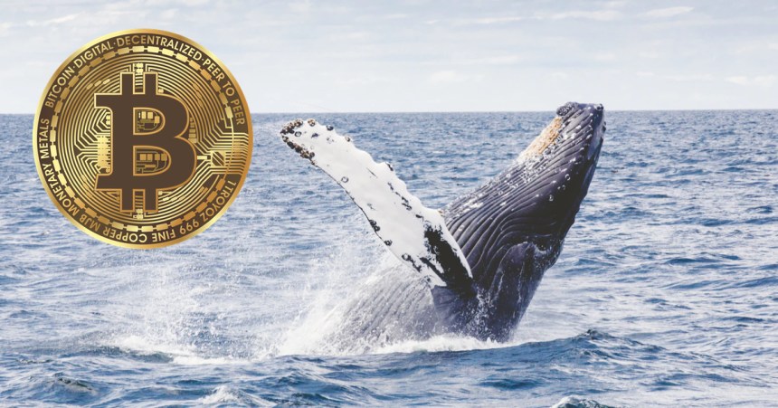 Bitcoin whale FTX