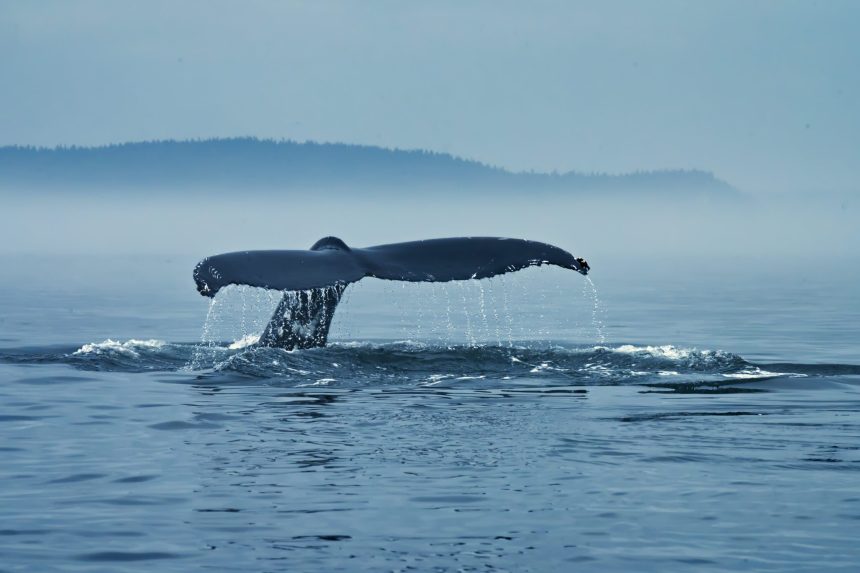 Bitcoin Whale