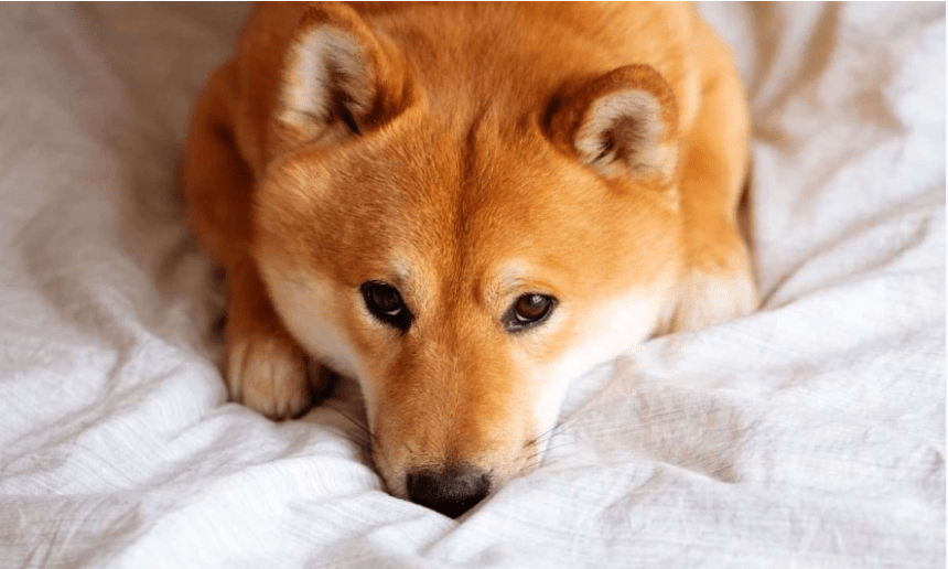 Shiba Inu