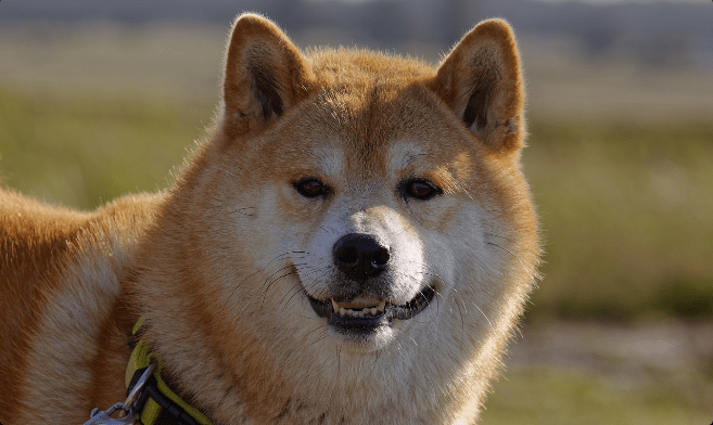 Dogecoin DOGE