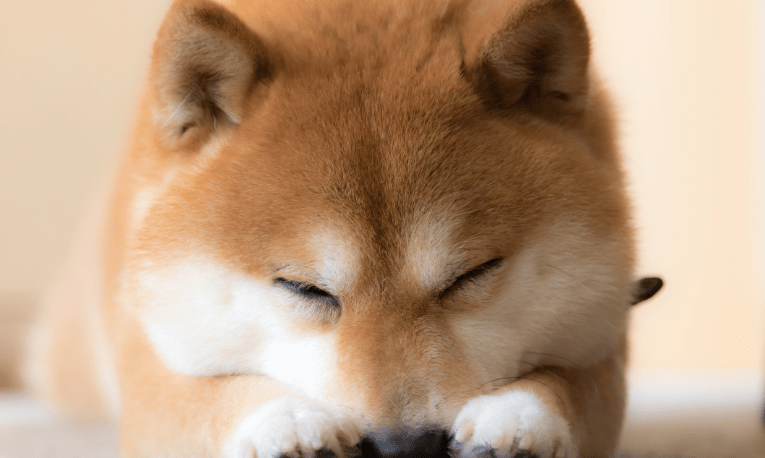 Shiba Inu