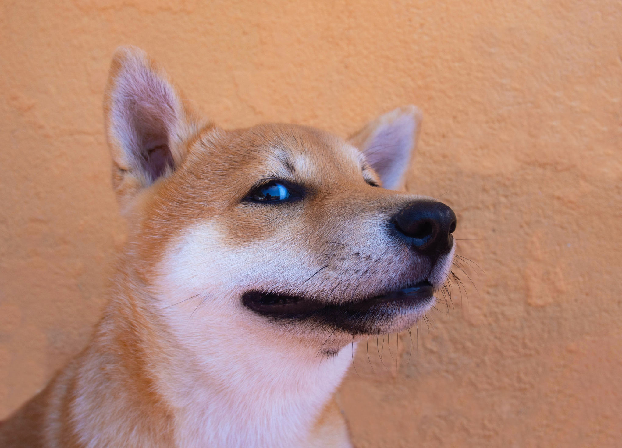 Shiba Inu