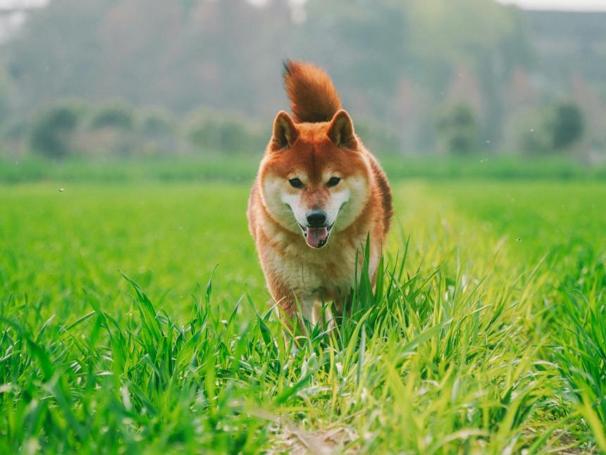 Shiba Inu