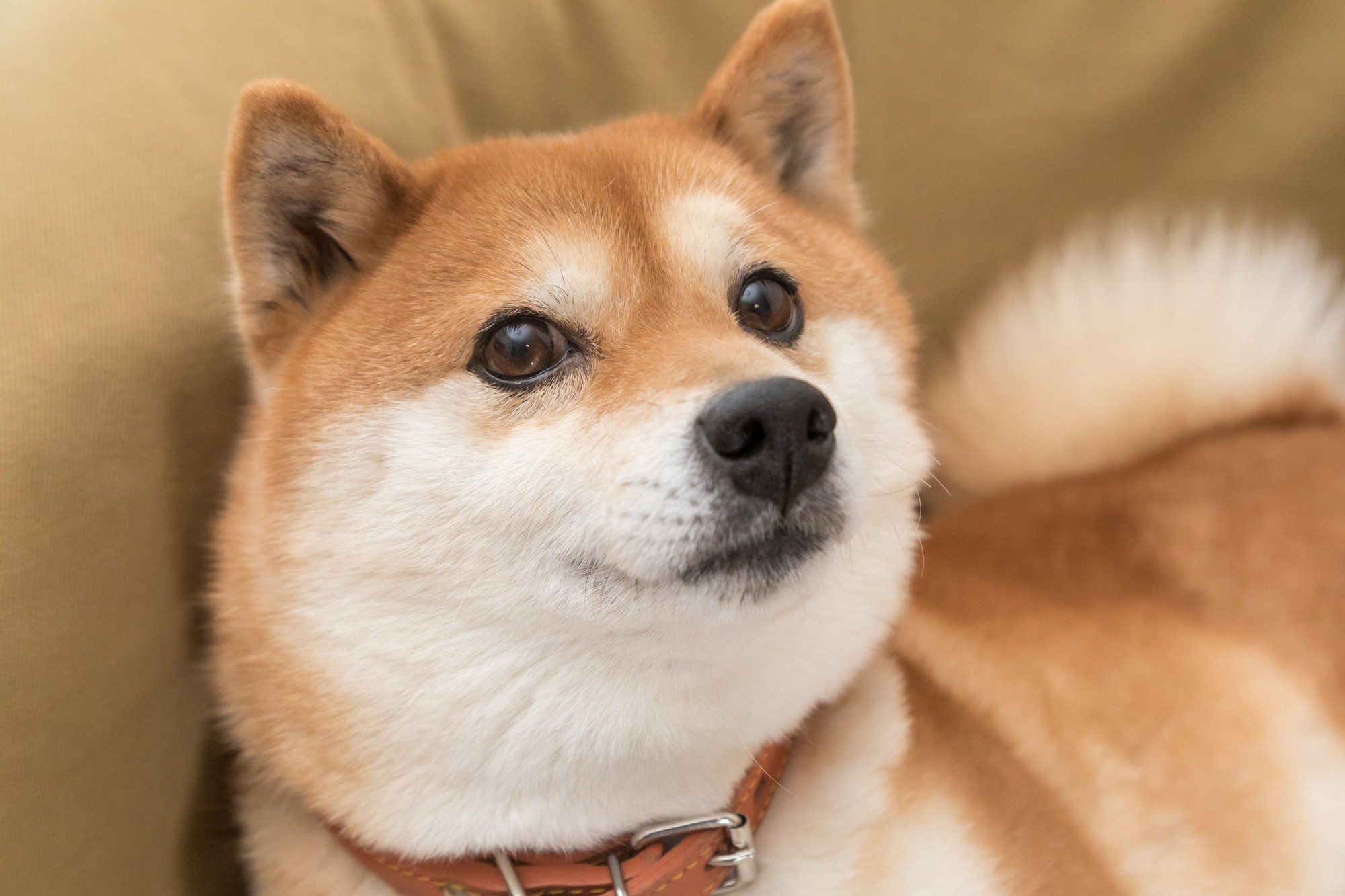 Shiba Inu